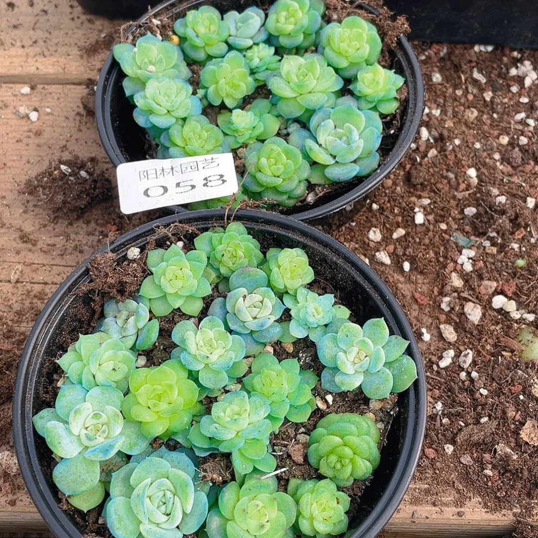 霂***4多肉植物多肉植物58
