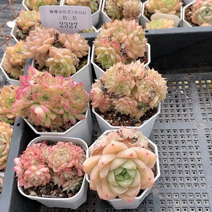 薇薇安园艺多肉2327