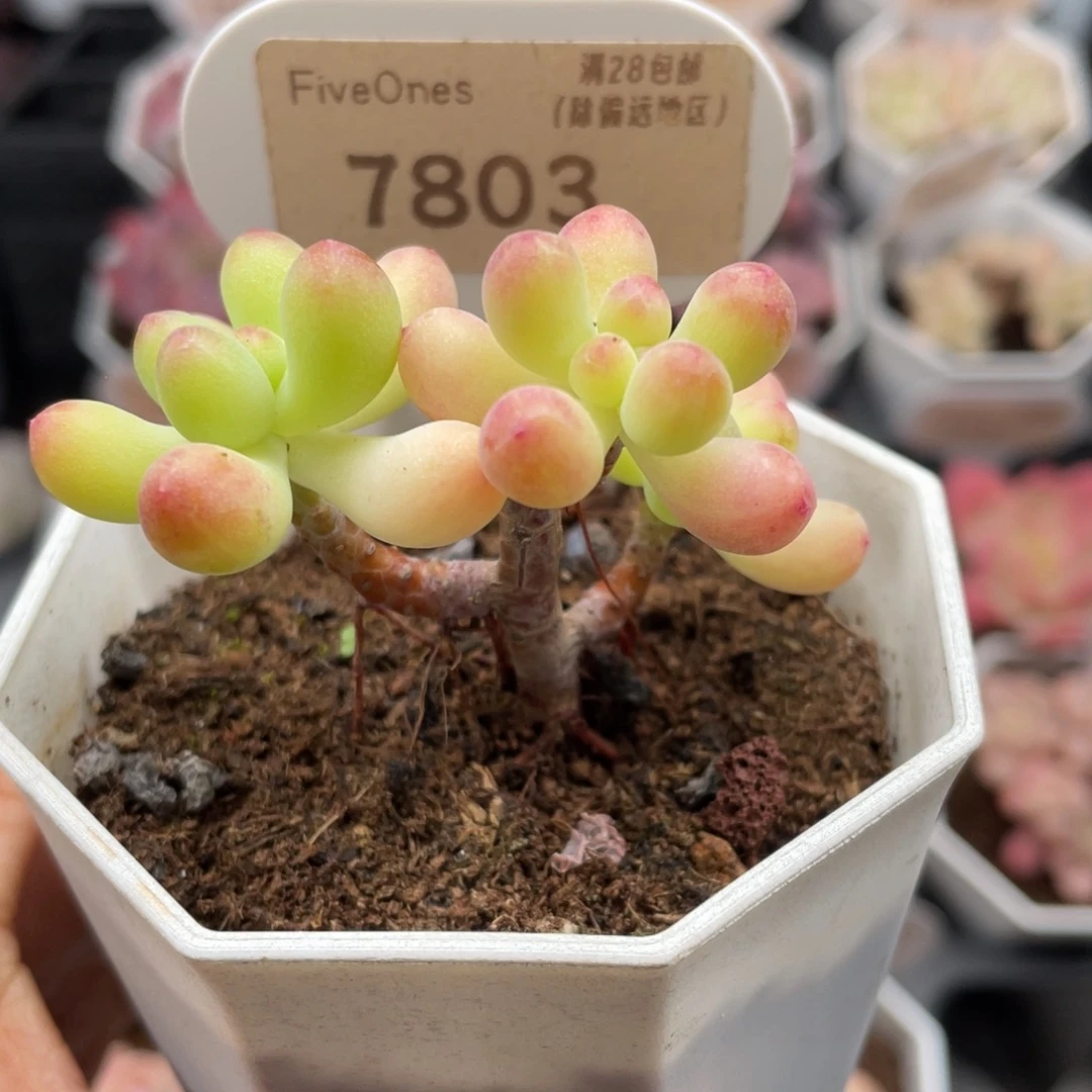 乙女心7803-5.5厘心