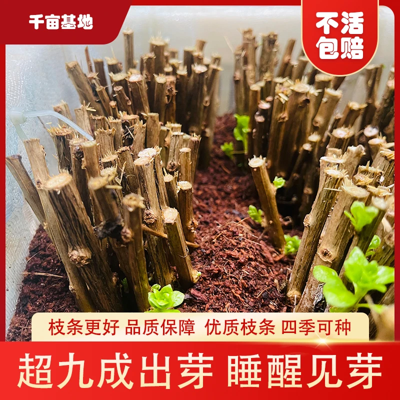 广东大叶枸杞菜苗种枝条枸杞菜苗阳台蔬菜种下就活枸杞种