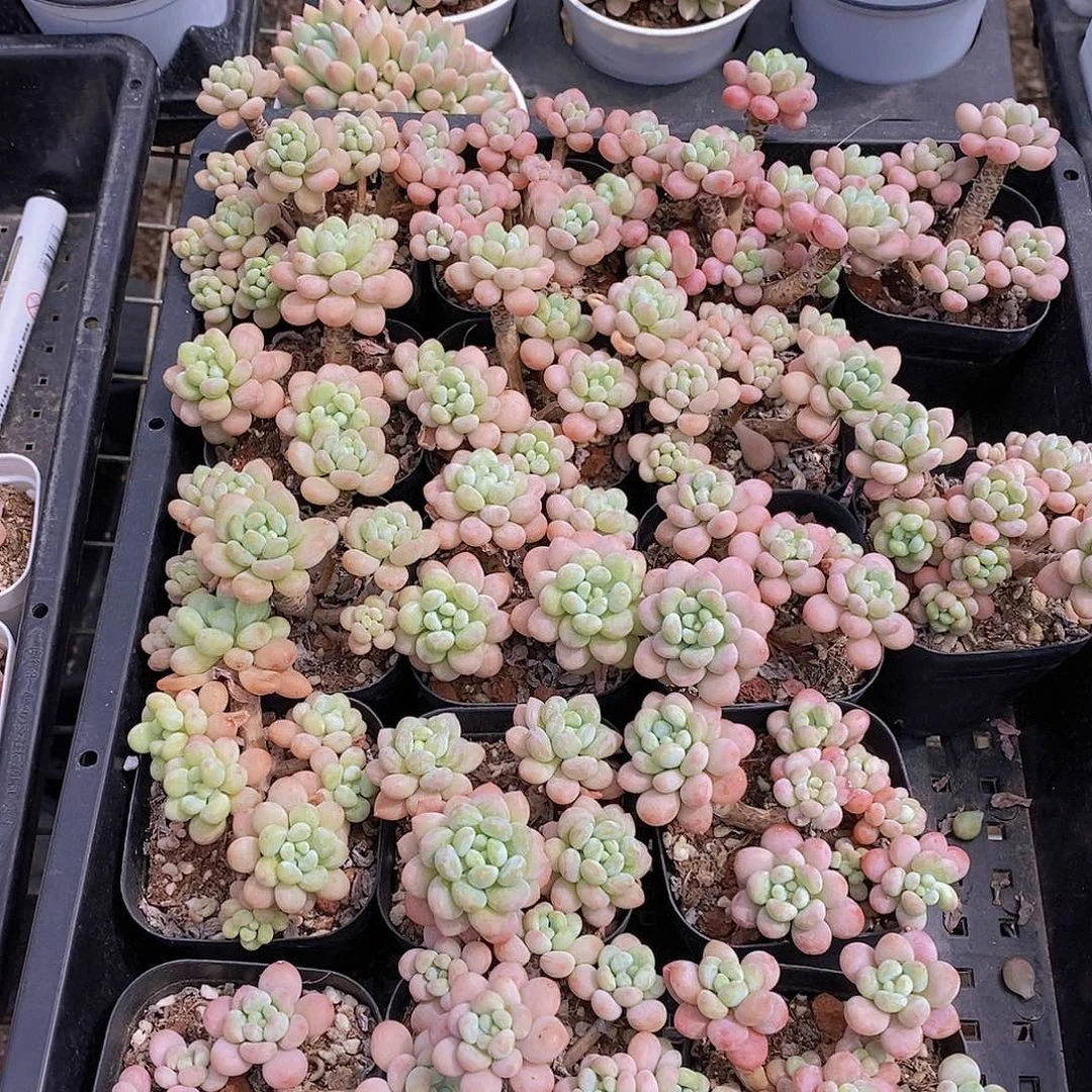 1-1 小鱼子酱福利一盆量拍