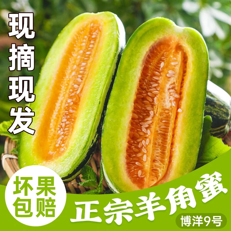 【爆脆甜】正宗羊角蜜甜瓜当季新鲜头茬水果香甜瓜博洋蜜瓜整箱
