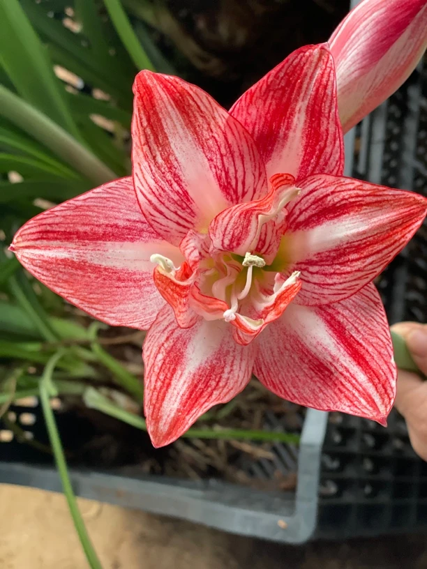 【自育】白肋杂交朱顶红（4519）