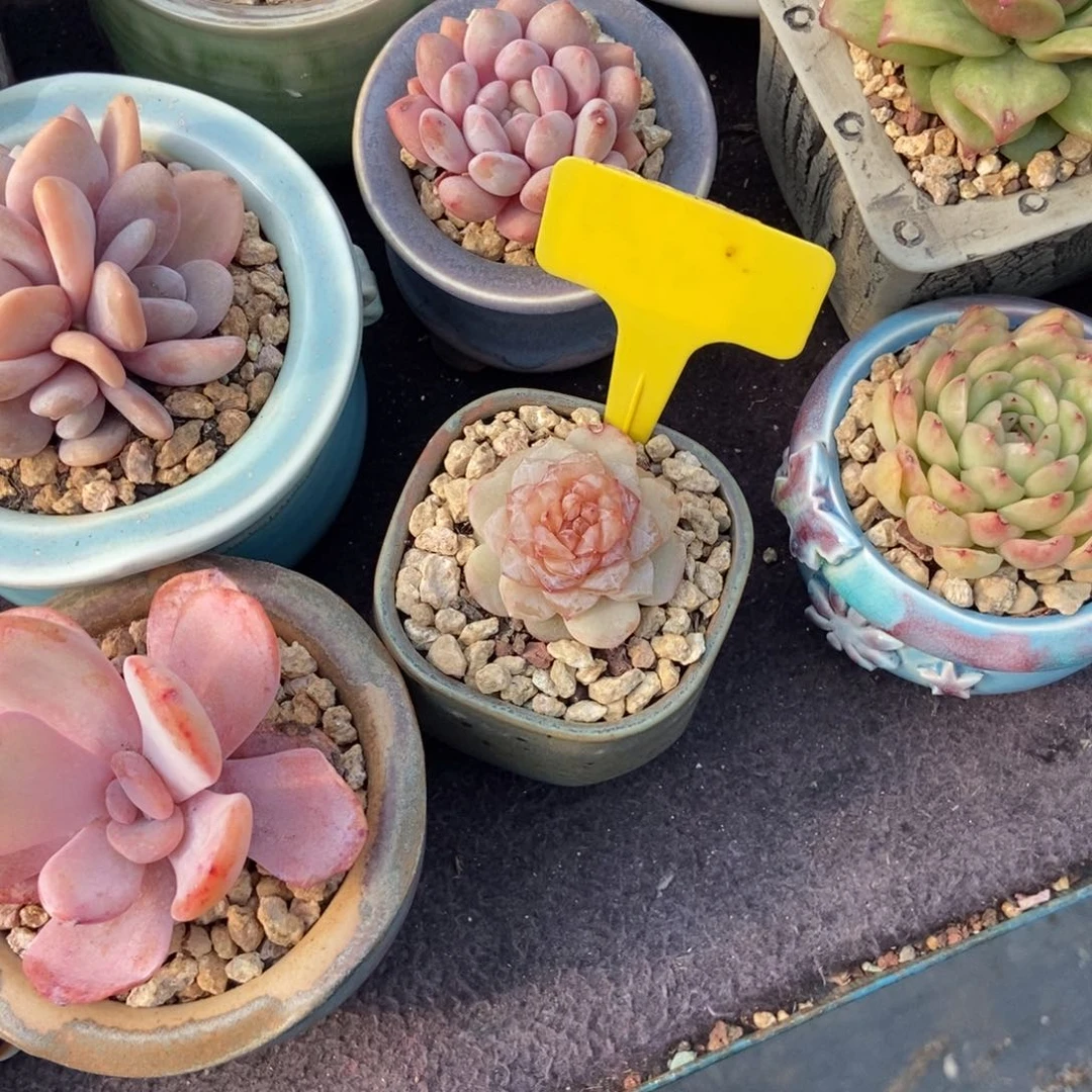 紫*多肉植物春晓