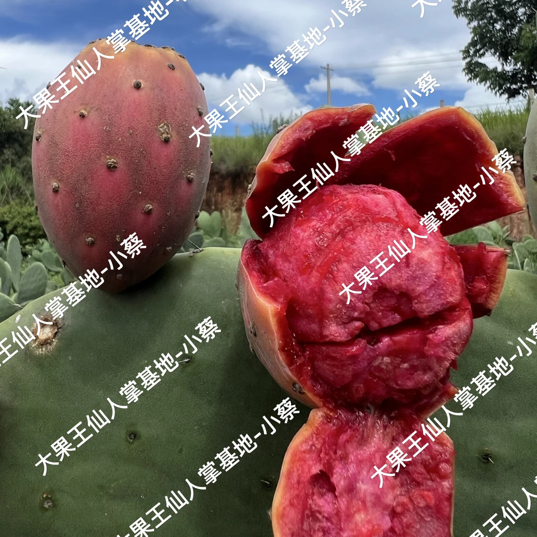 大果王仙人掌一红一黄组合装/2片/种植片/非果实