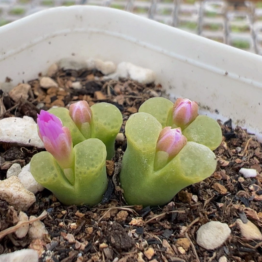 18多肉植物百科植物