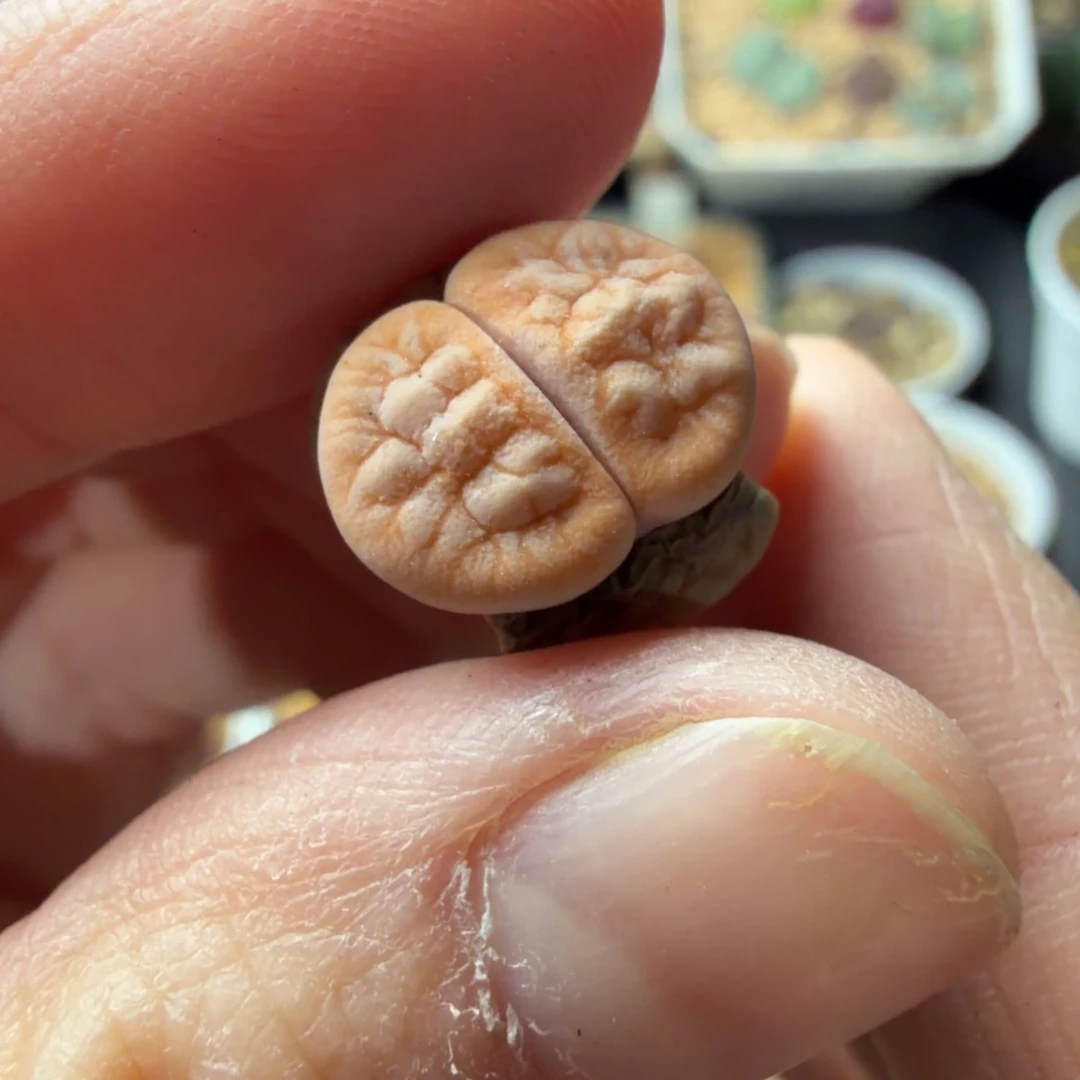 `***多843号拿铁精品一颗