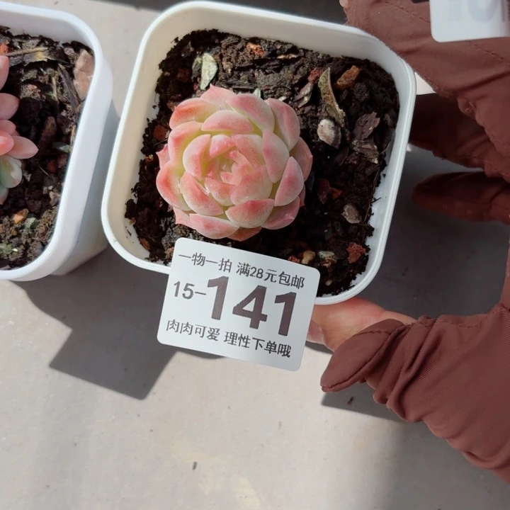 梦幻泡影无盆土发货多肉多