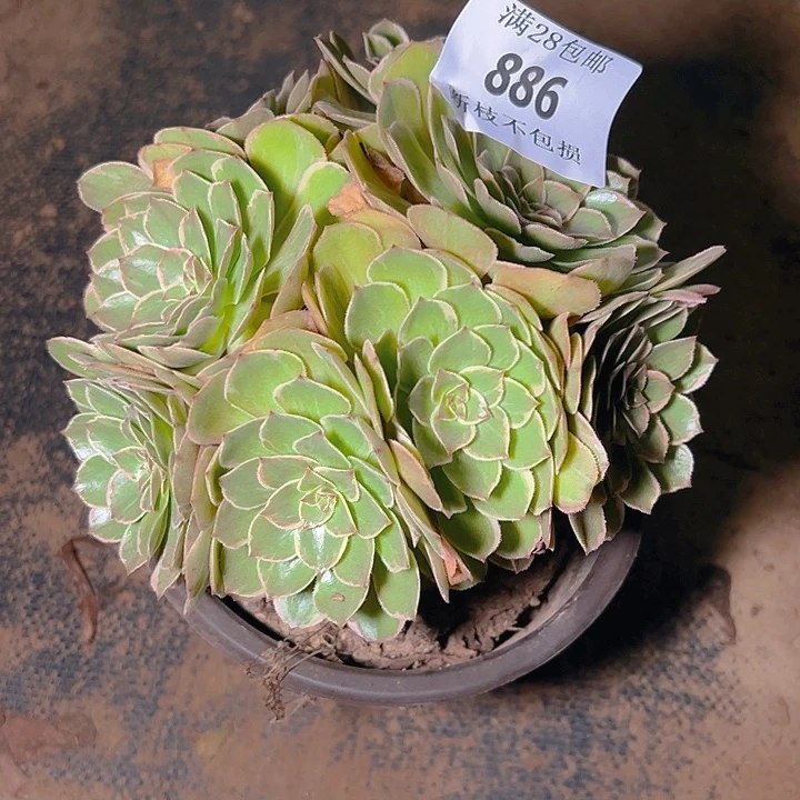 886莲花座多肉植物