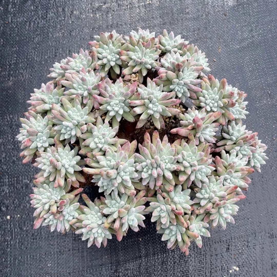 雪花，仙女杯多肉。