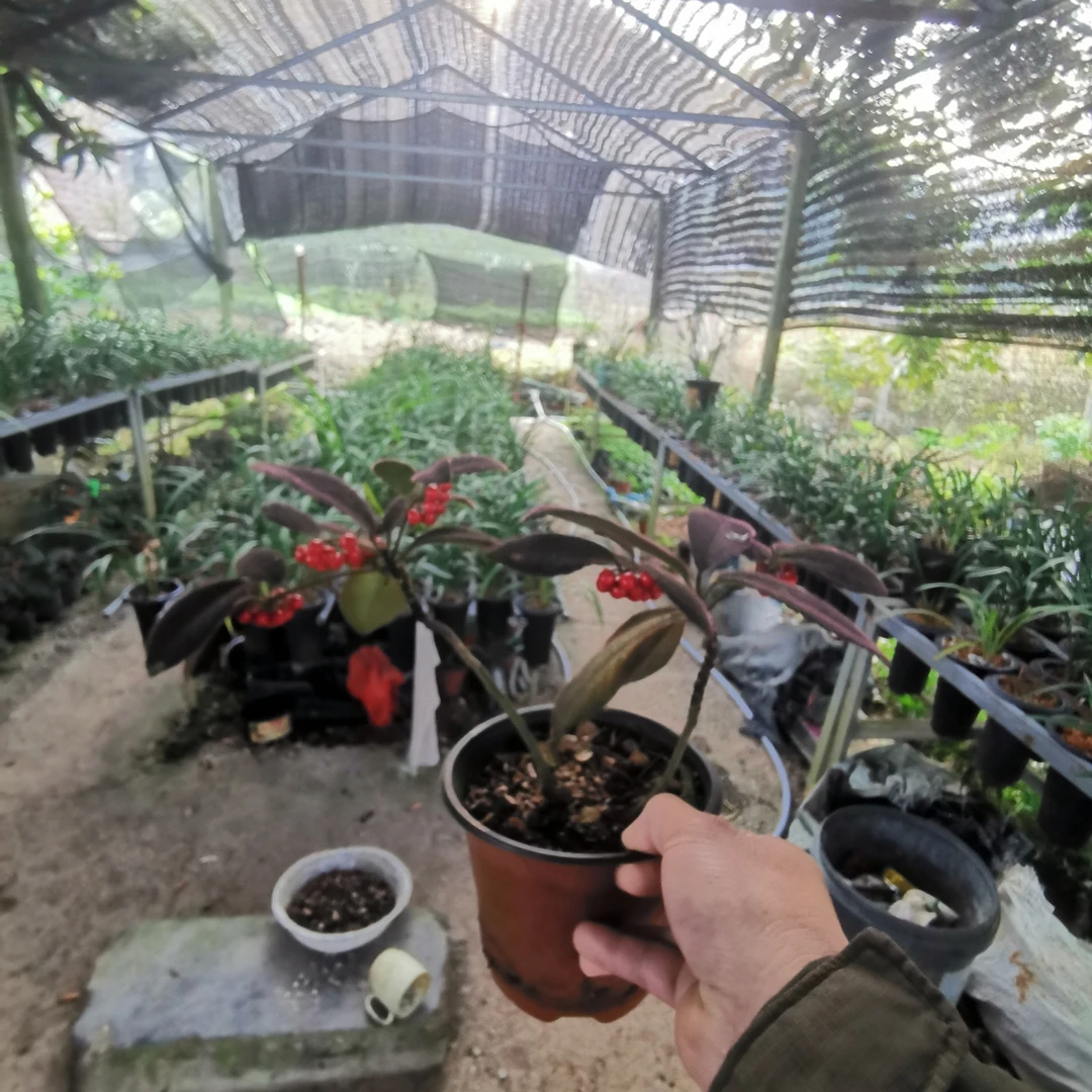 虎舌红老桩盆栽室内桌面绿植观叶植物好养活庭院阳台装饰