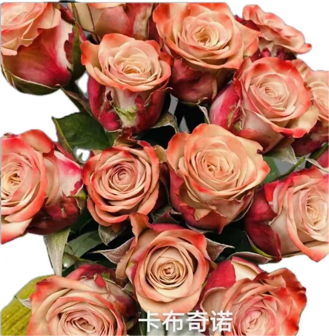 【高品质花材】基地直发单头玫瑰卡布奇偌