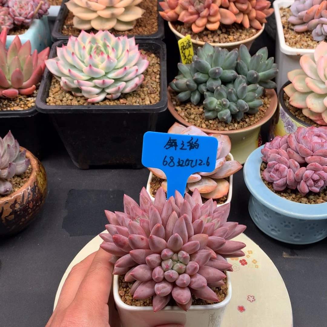 舞***韵我们家的小仙女们