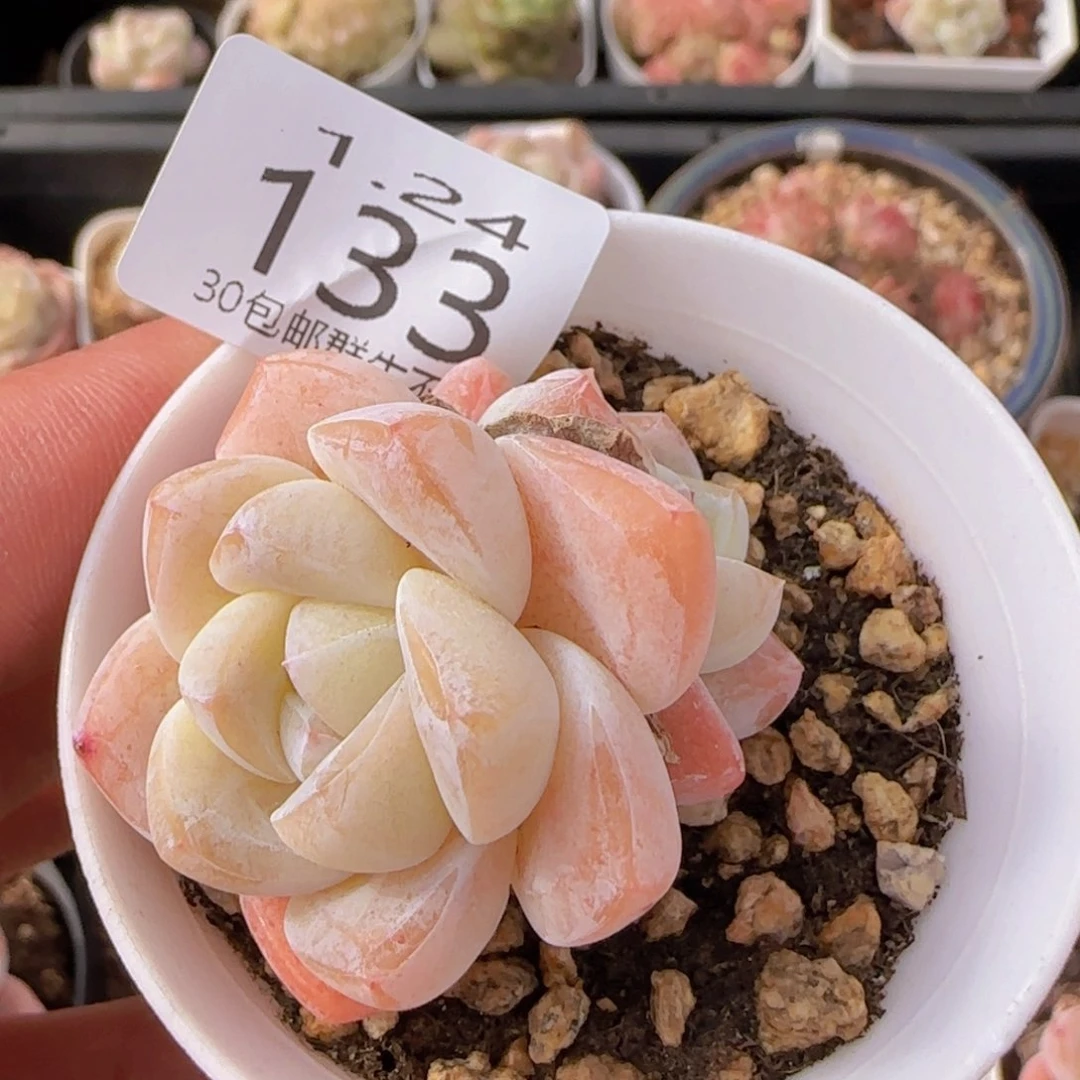 白体糖心冰玉一颗脱土