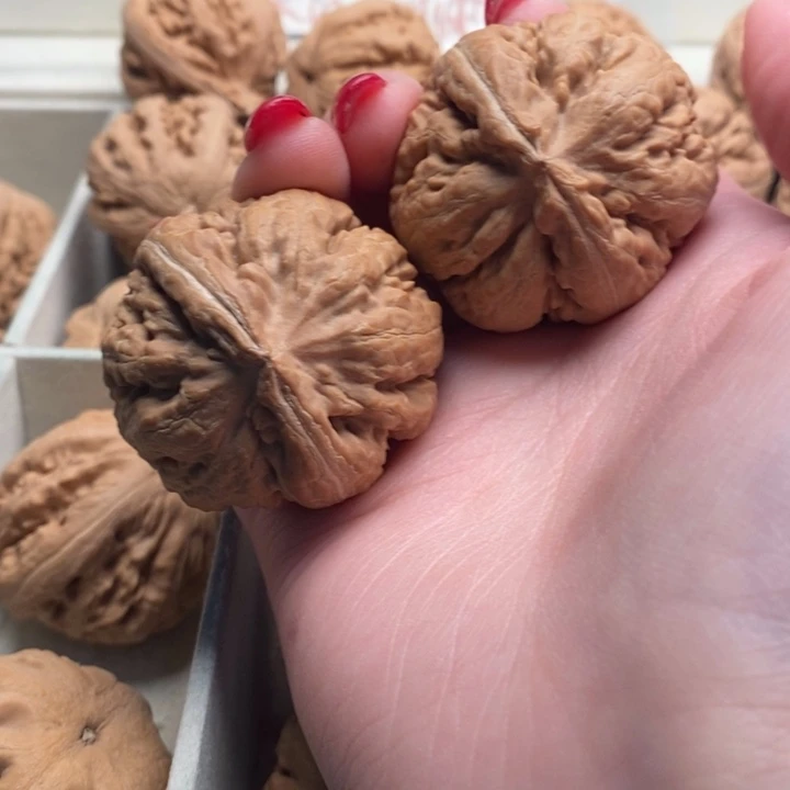 杨***龙霸王龙全品无修一刀没动