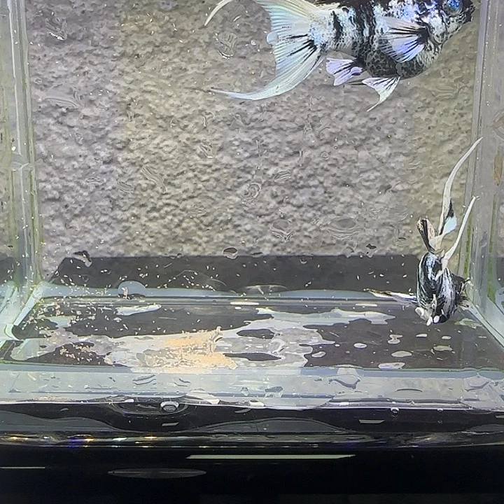 孔雀鱼水墨钻眼燕尾。5号