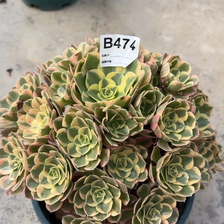 474妖月23厘米左右