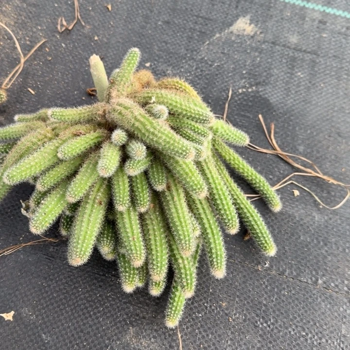 白檀仙人掌群生一群123