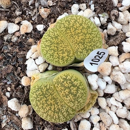 1025.岛田绿弁天11111