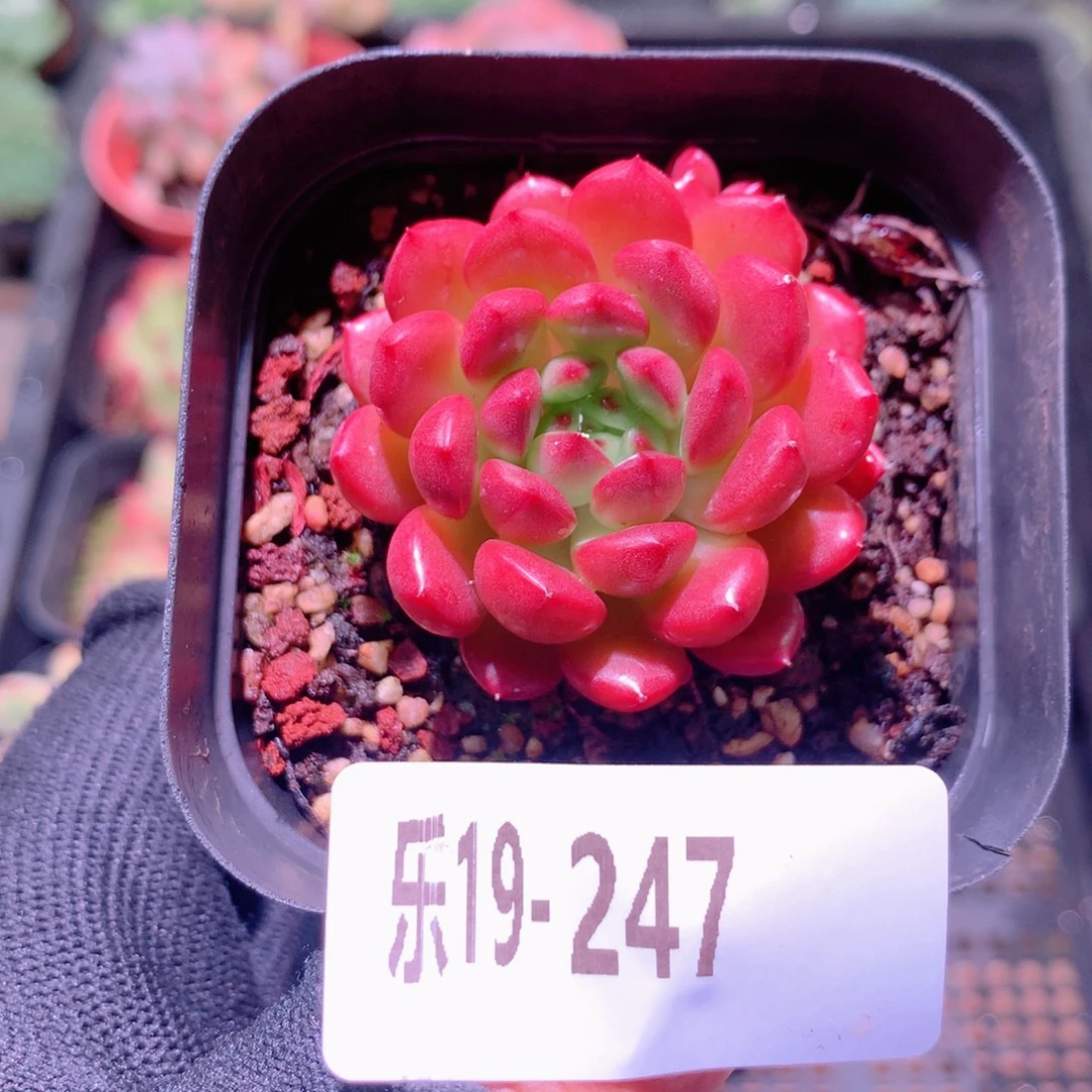 乐然19-247 红宝石