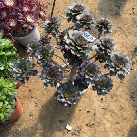 060灰圆叶多肉法师