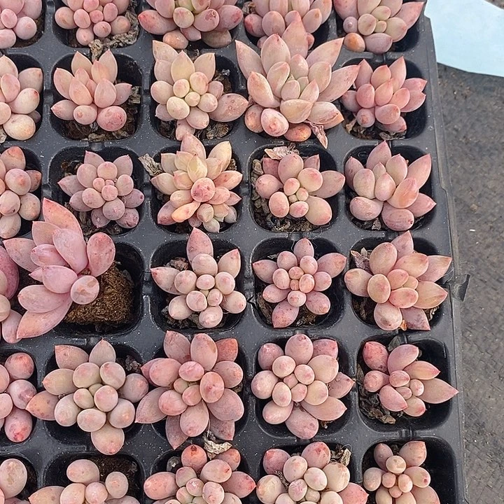 199-200 多肉植物盆栽花卉植物