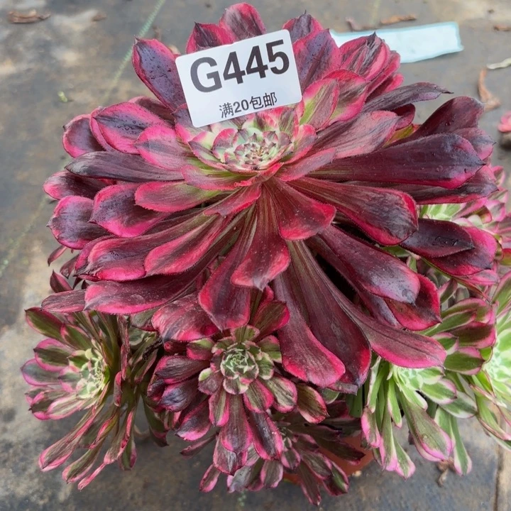 瑞妈多肉园艺，445.