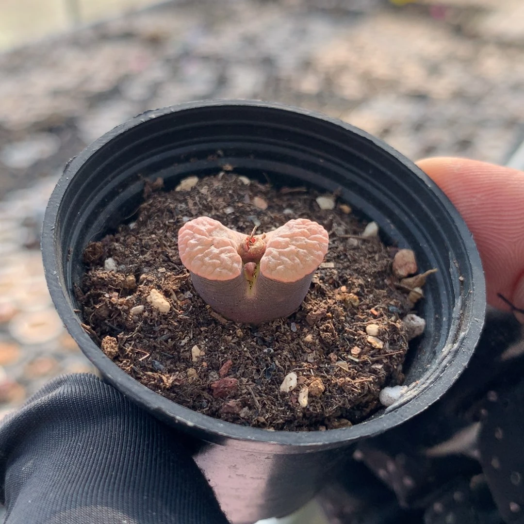 252磁铁风铃母本