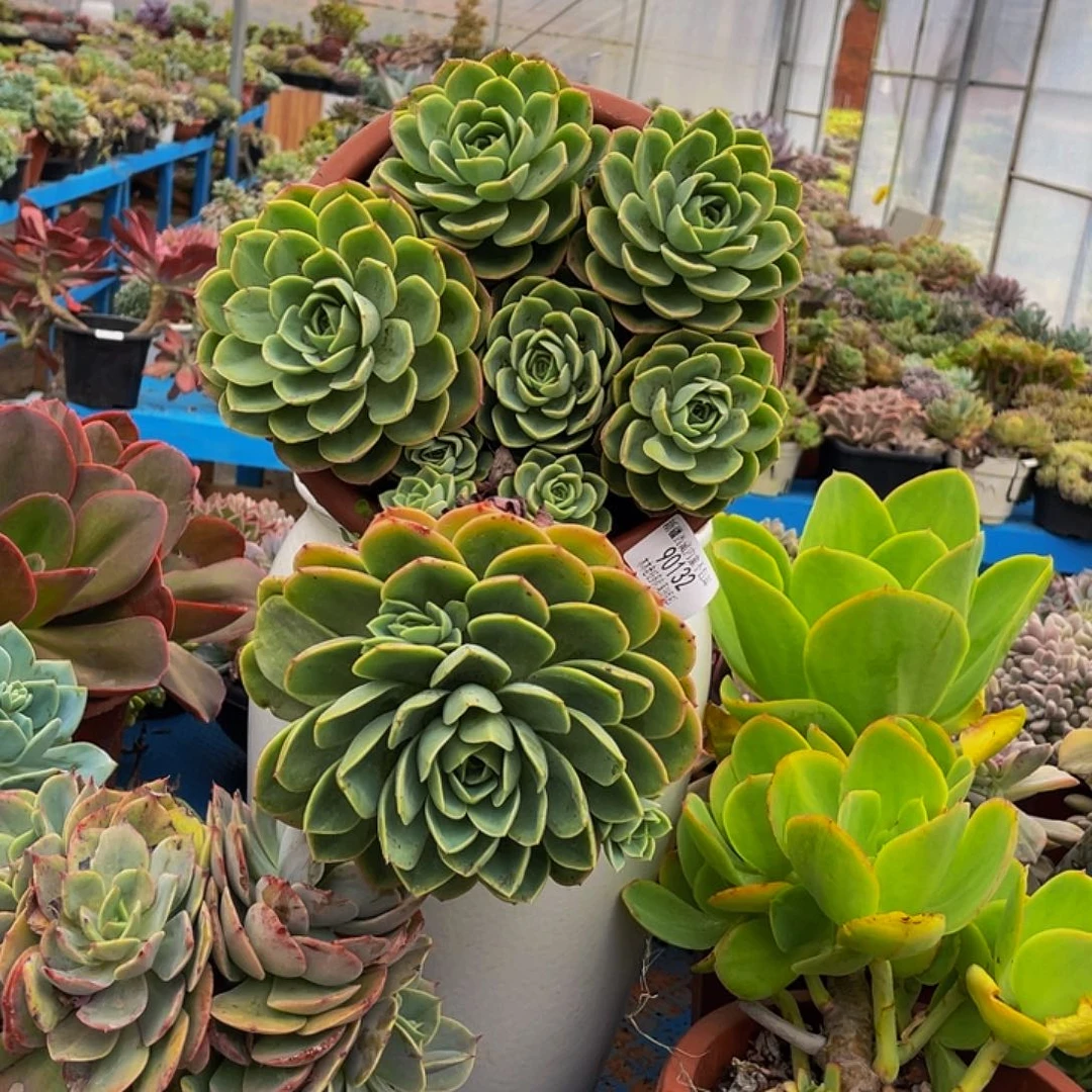 莲***也哈密瓜9 132多肉多肉