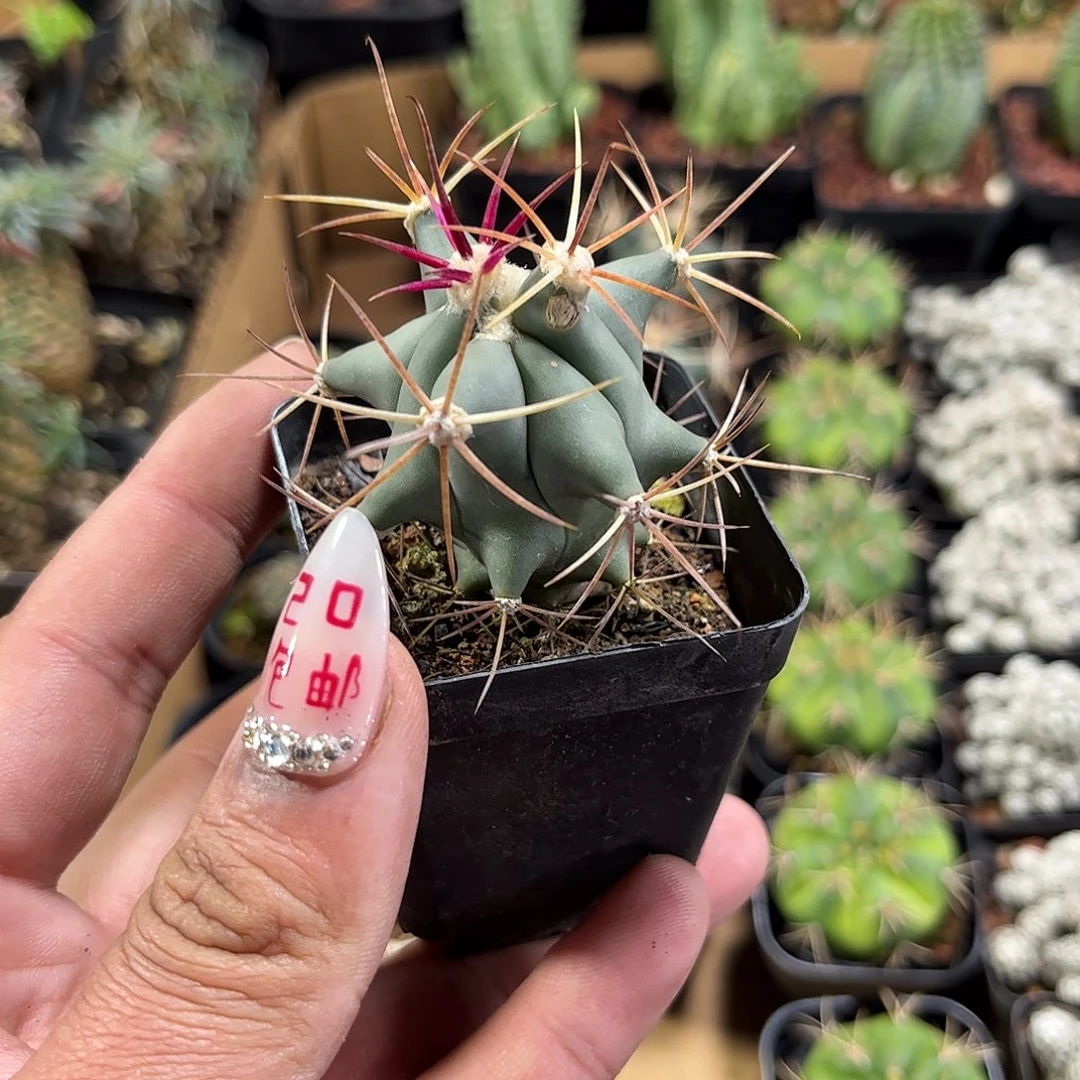 江守玉单头发货单头