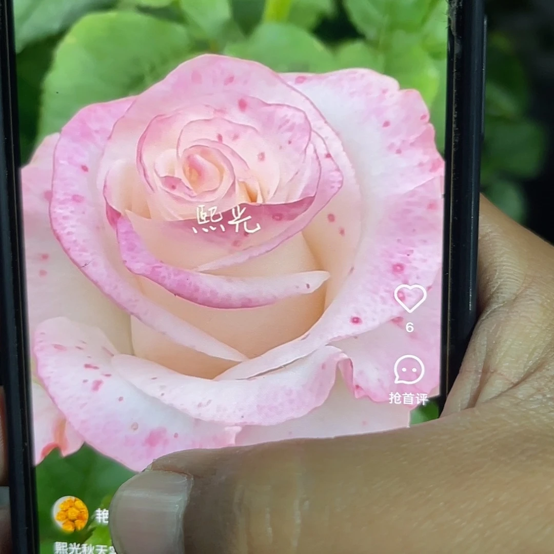 无花朵——-熙哥福利款