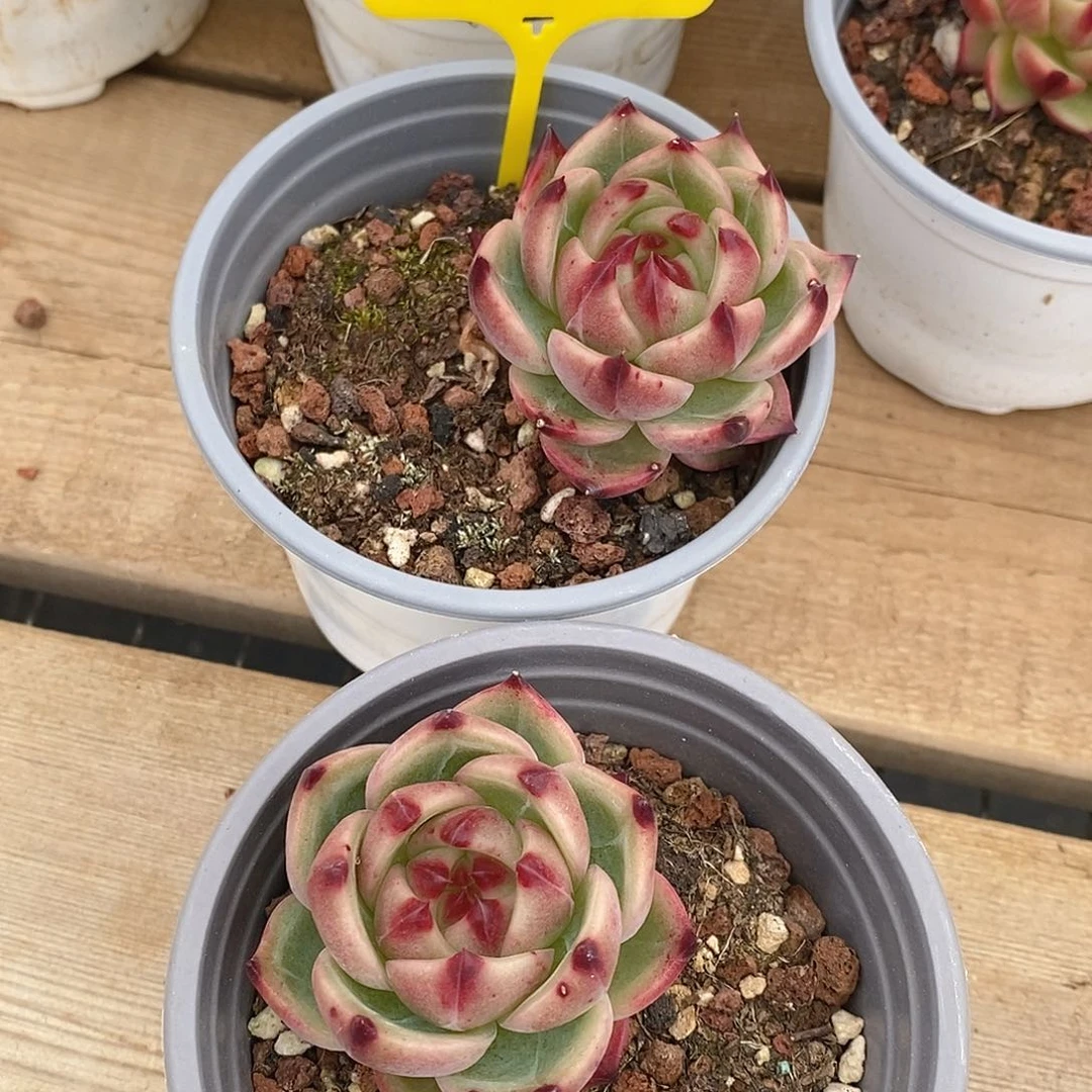 幸**韵金汇园艺，925045蓝龙2棵