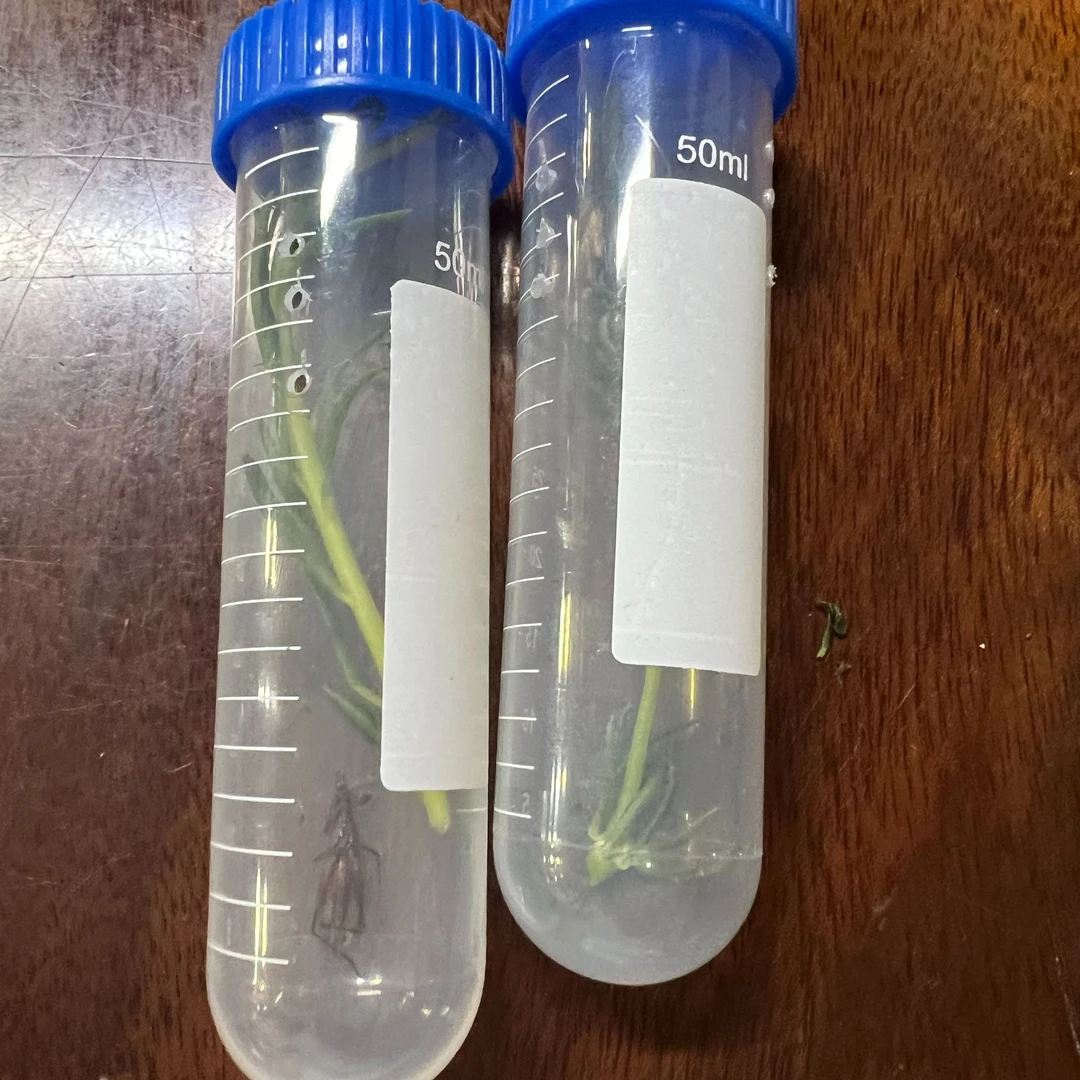 柬埔寨竹蛉红衫竹蛉黑紫竹蛉石志明杂青试管