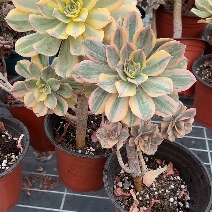 两颗法师老桩多肉植物