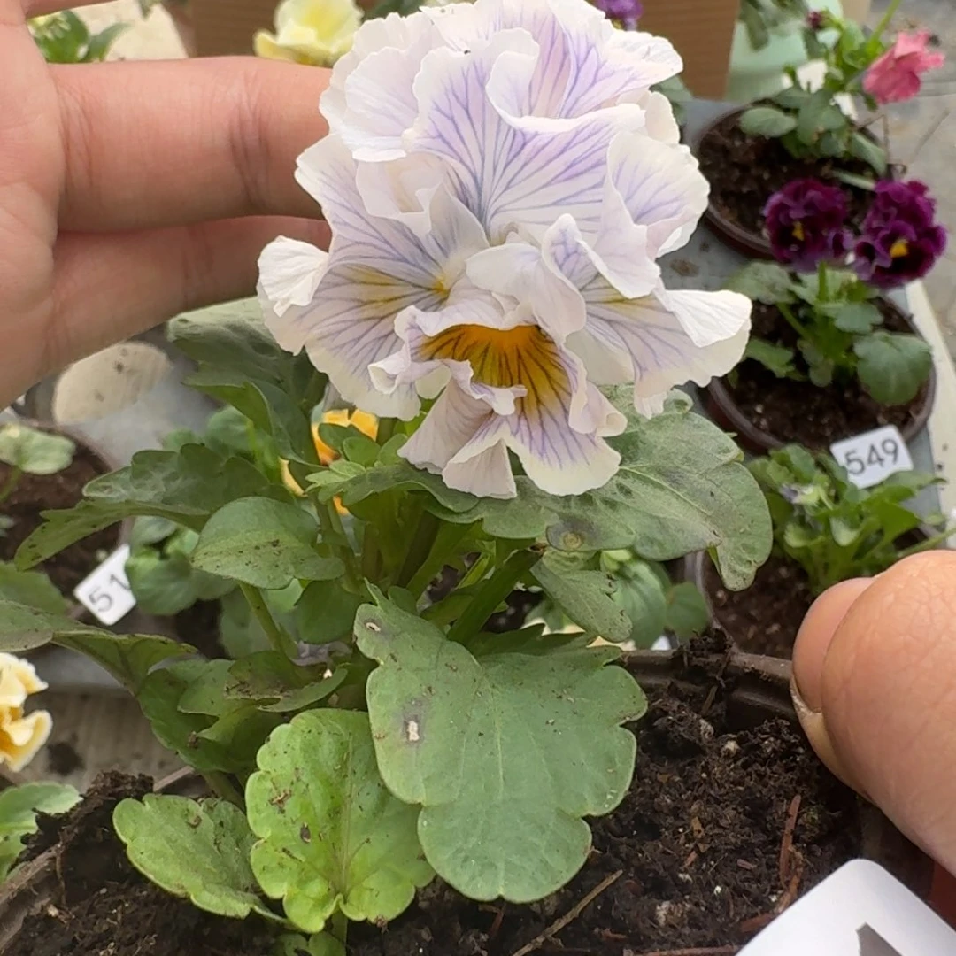 大部分花苞少量开放551