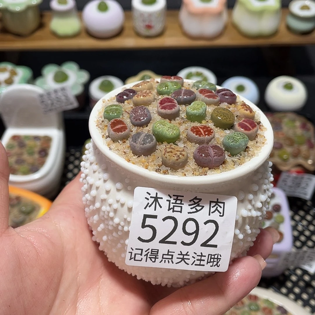 带盆土植物 一物一拍5292