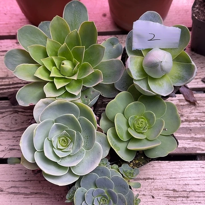 山地玫瑰一物一拍，带盆发2号