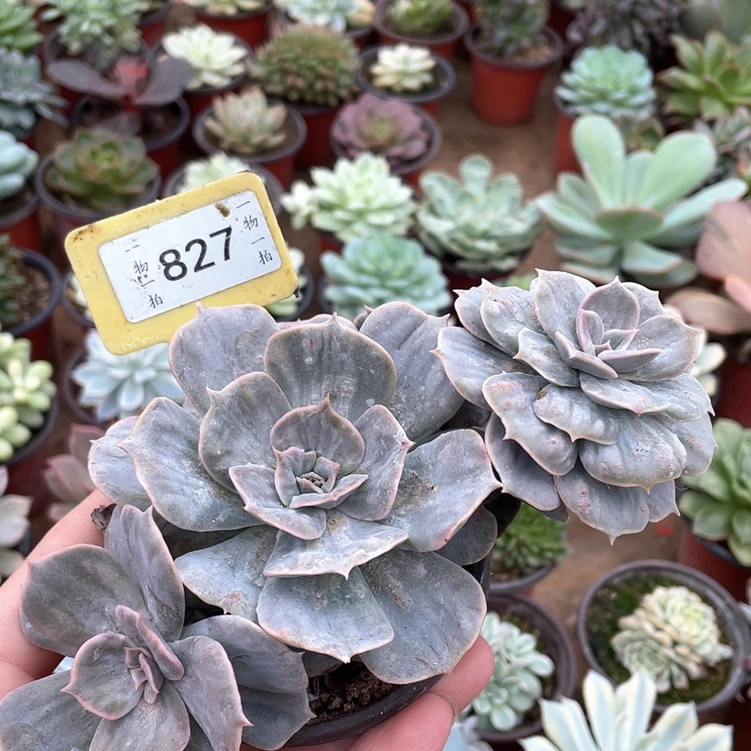 記***〃827号多肉植物盆栽