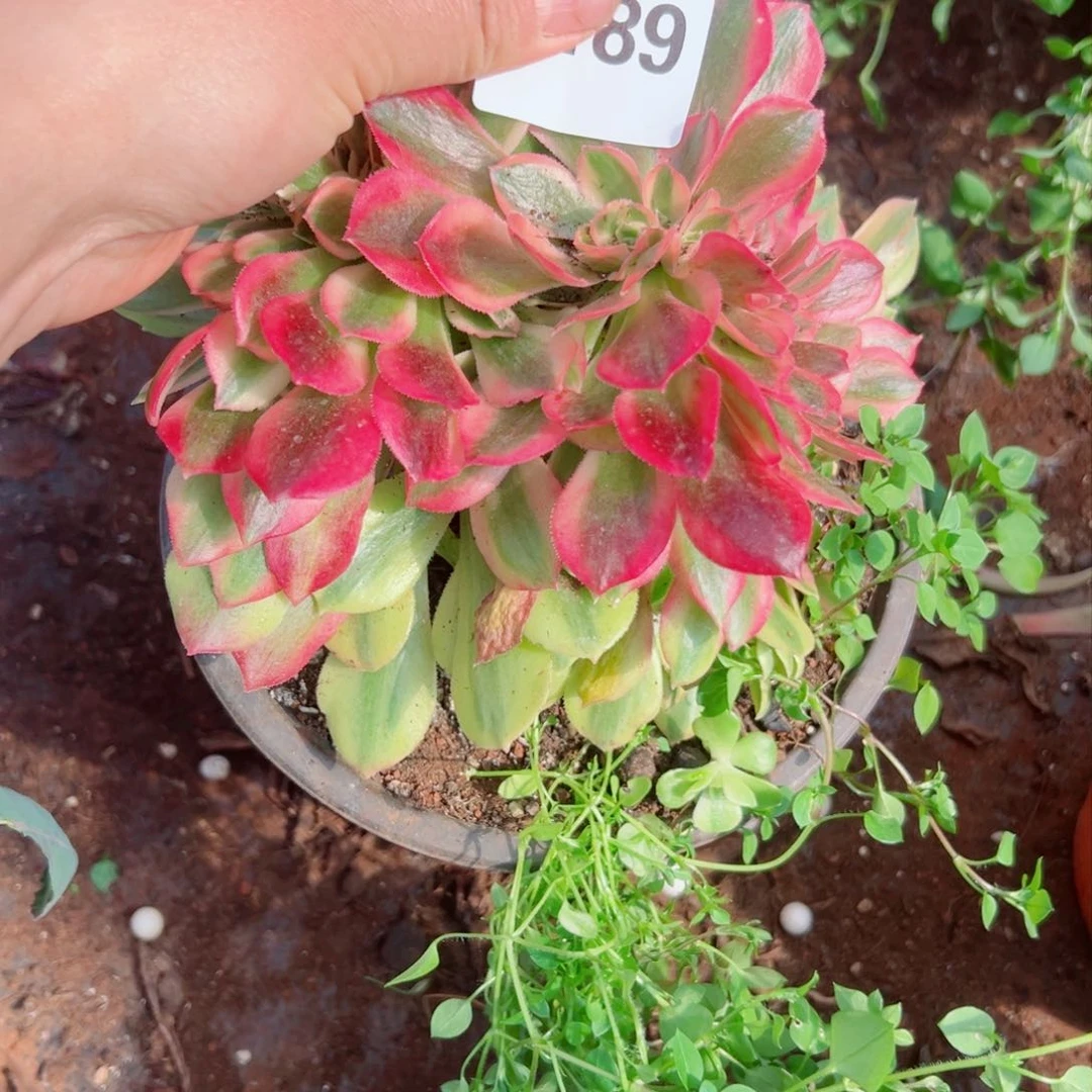 我1189 号多肉法师新年特价粉公主