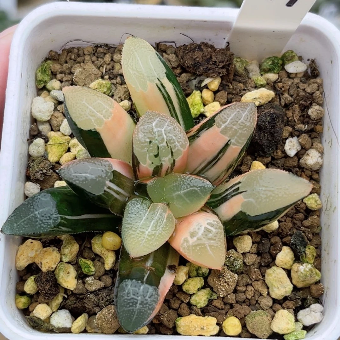 49特网文克锦福利专场