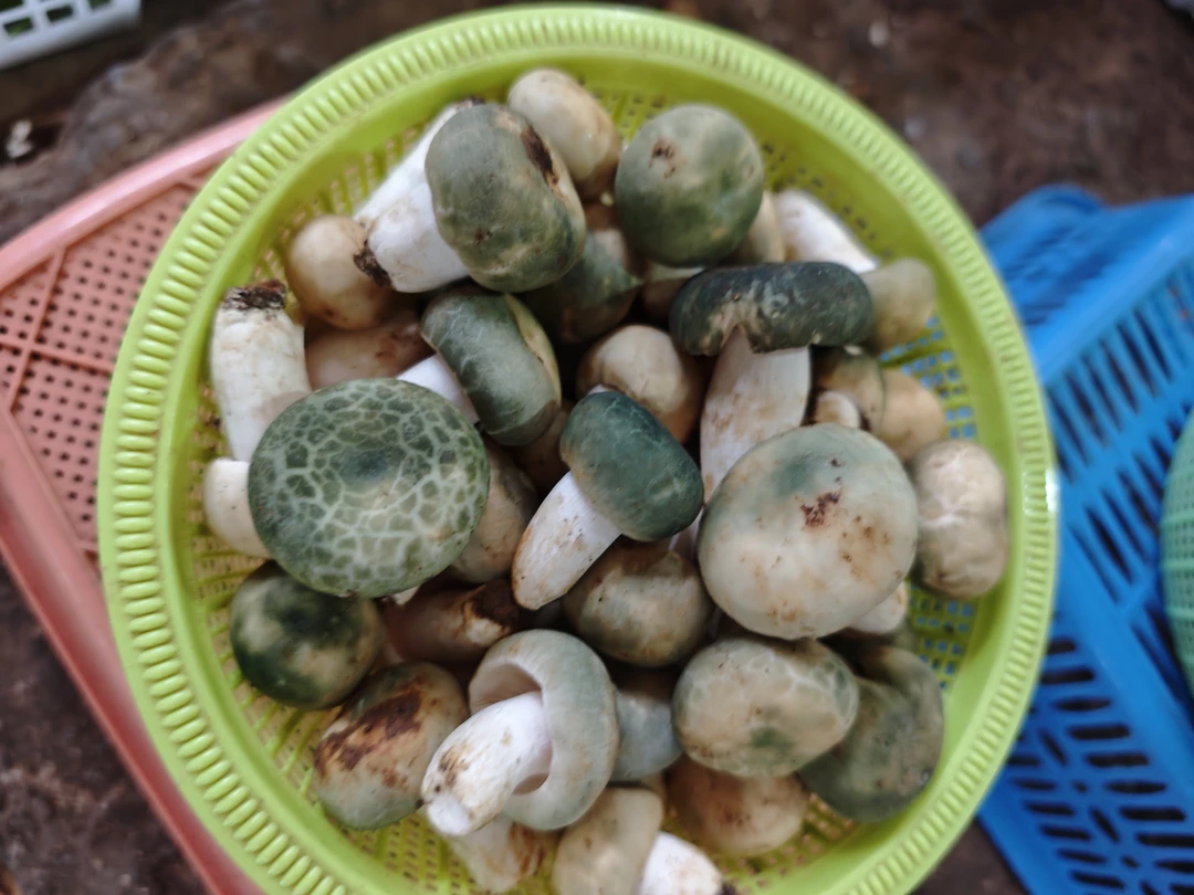 精挑新鲜野生青头菌精品美味顺丰冷链包邮