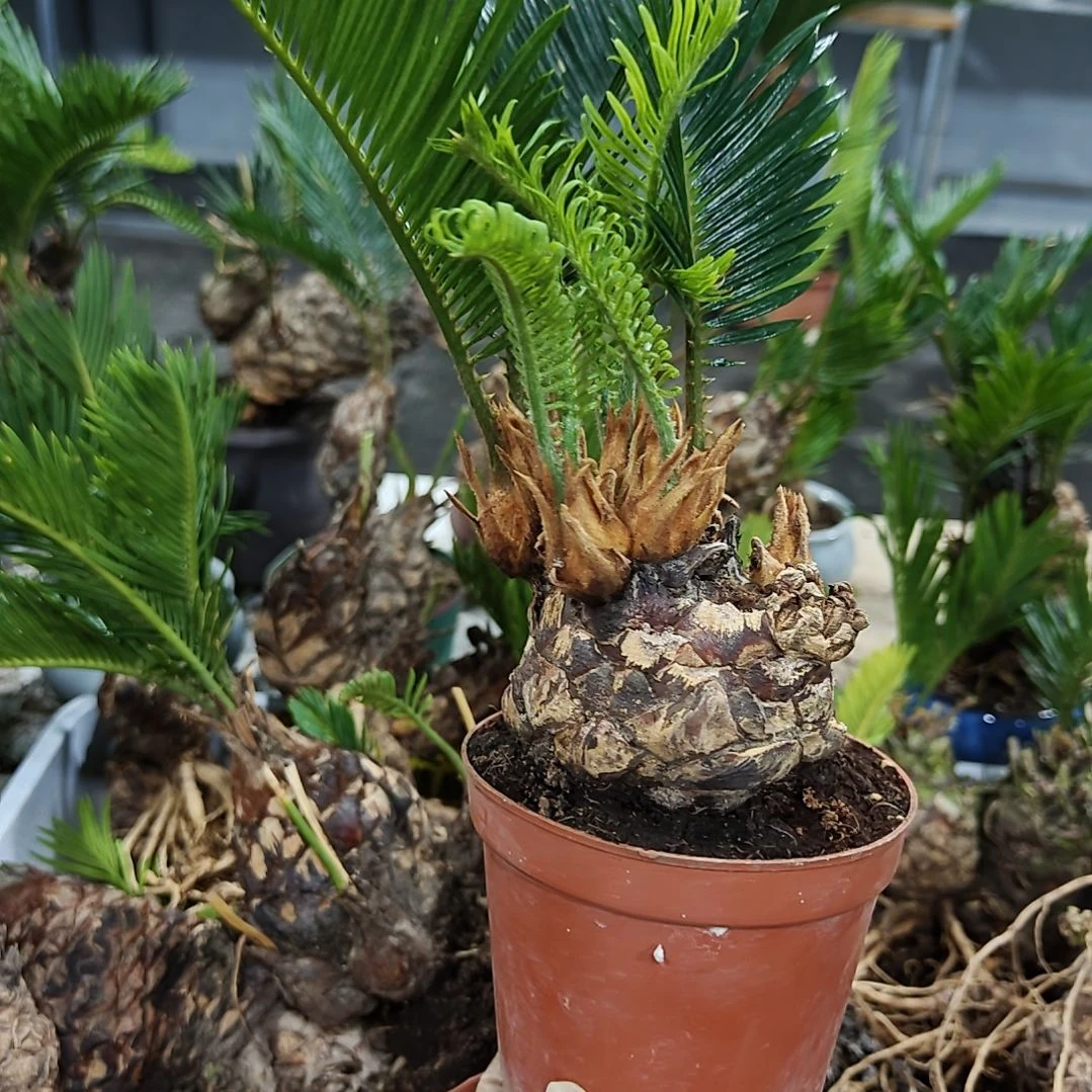 老***7无花朵白鳞铁盆景基地价