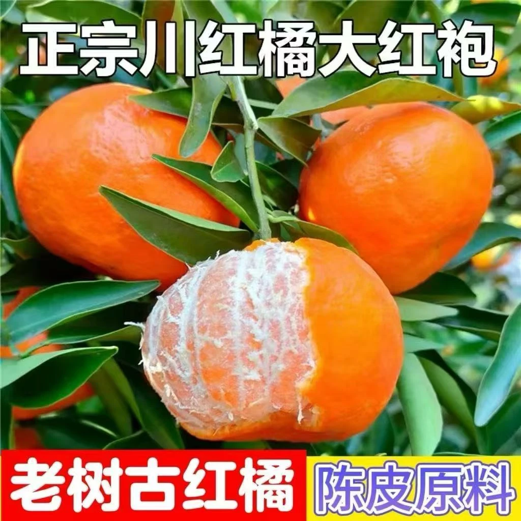 正宗川红橘大红袍百年老树新鲜水果果园直发9斤小果 坏果包赔