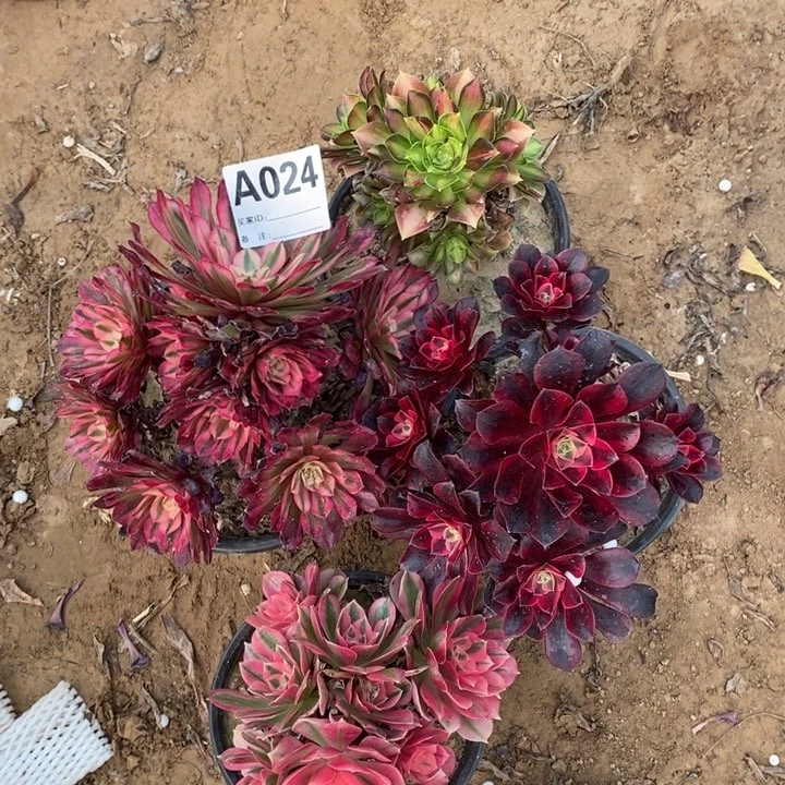 024女巫美杜莎多肉植物