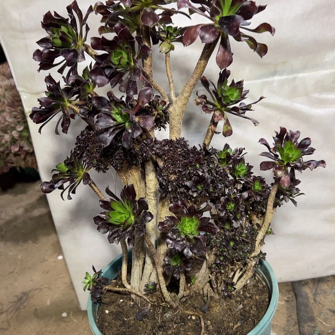 多肉202植物黑法师缀花