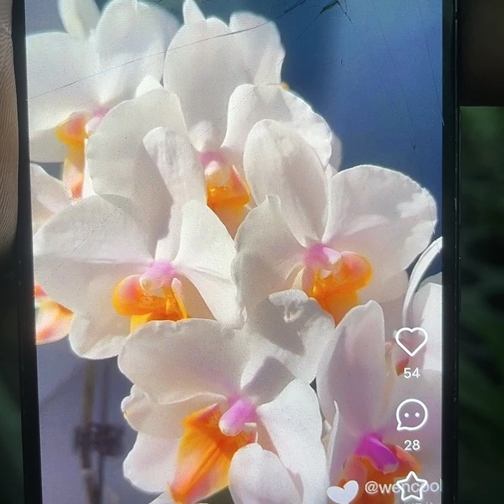 当前无花栽培后可以开花豆蔻年华3.0