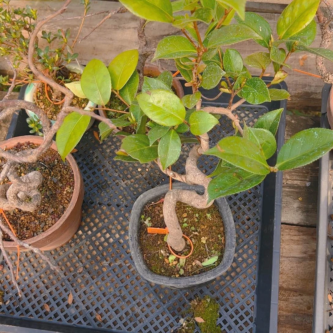 盆景盆景不包邮内**尔