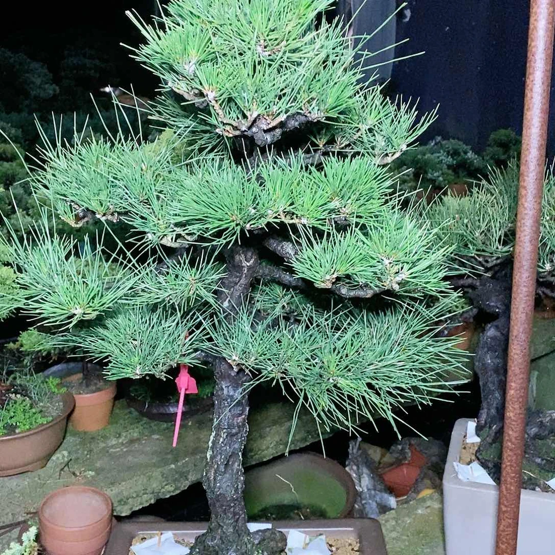 【闪购商品】无花朵