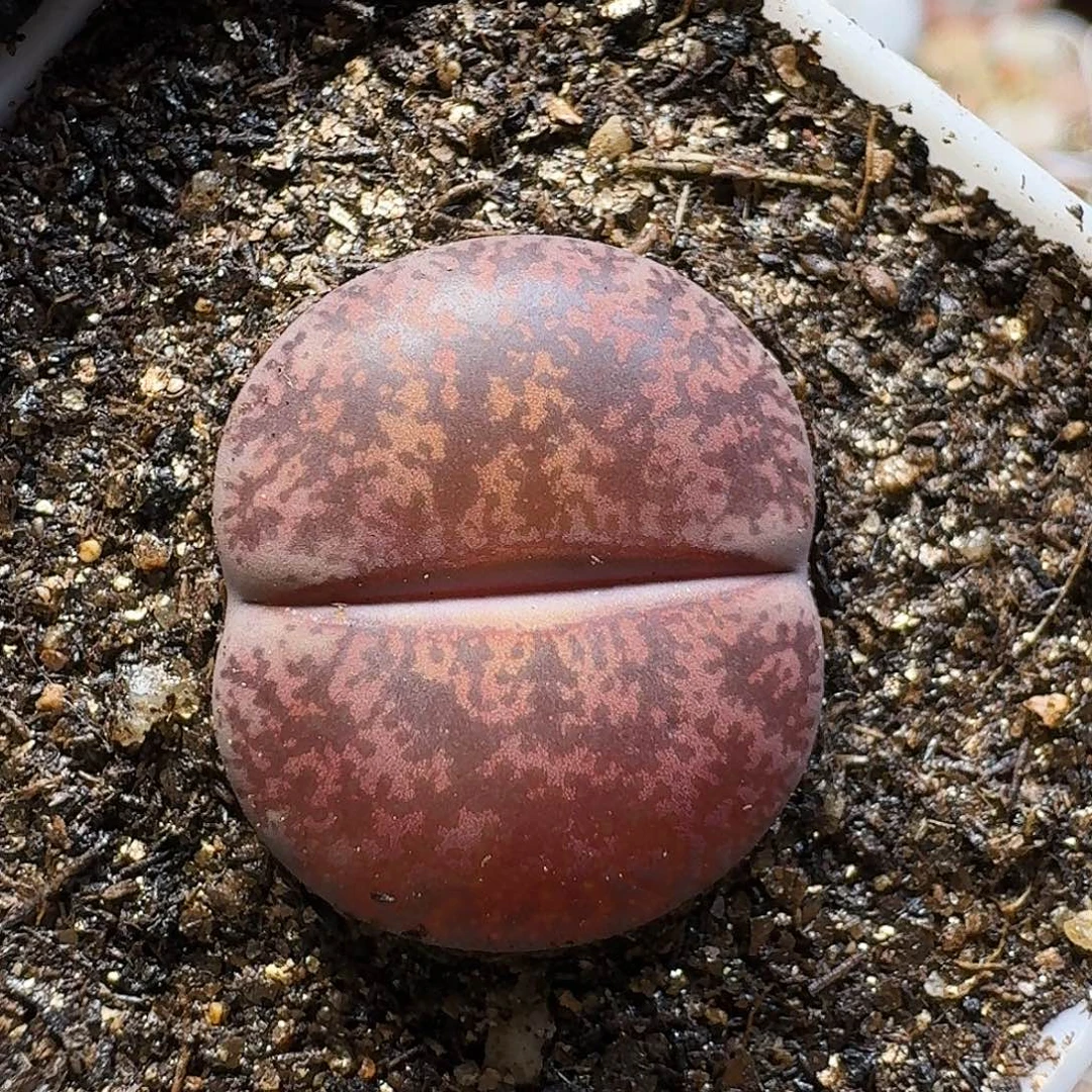 生石花11111。  2公分酒红。   162