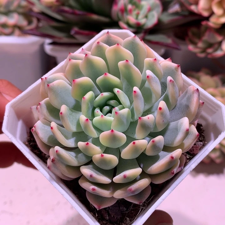 雪爪锦腹轮锦锦锦